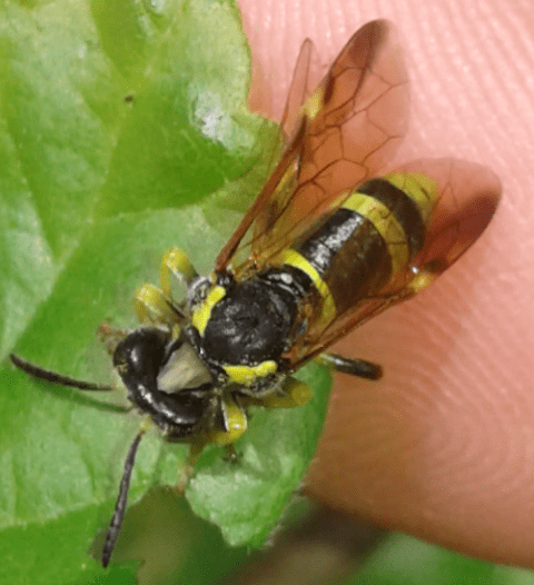 Tenthredinidae : Tenthredo zonula? S